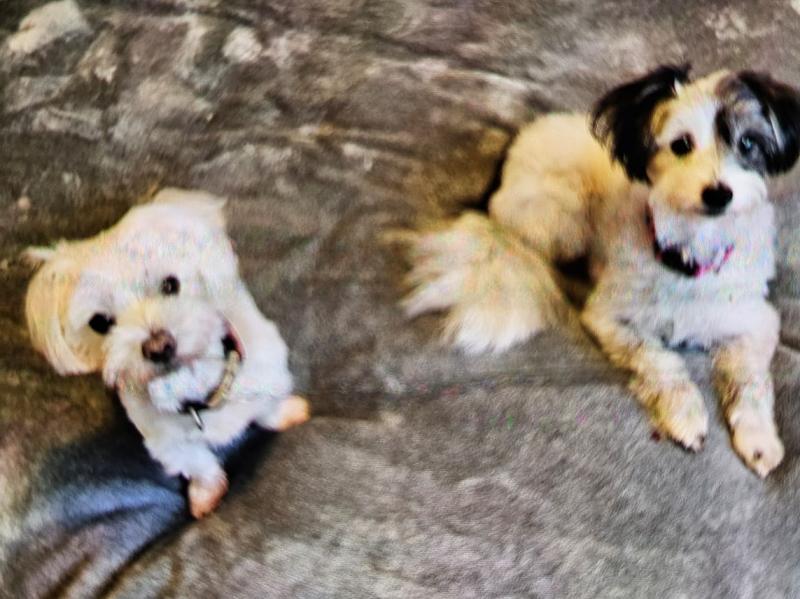 Teddy and Cooky