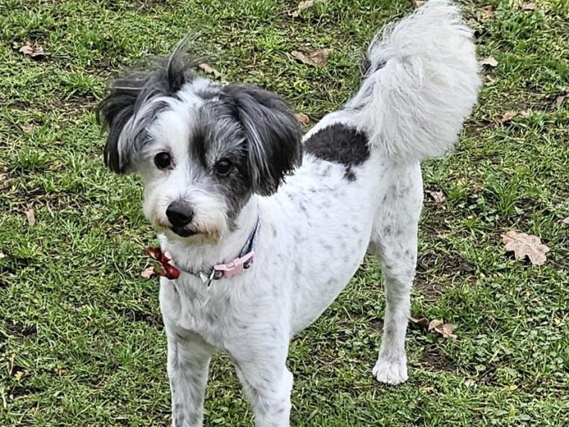 dog4