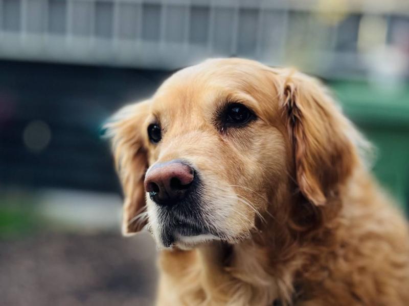Daisy
