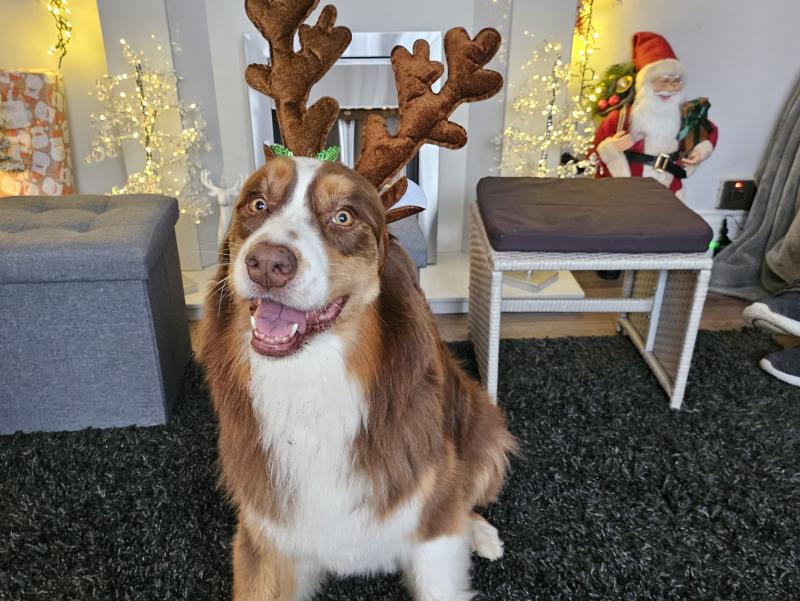 dog3